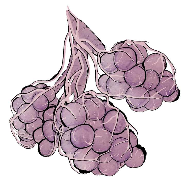 Pneumologie
