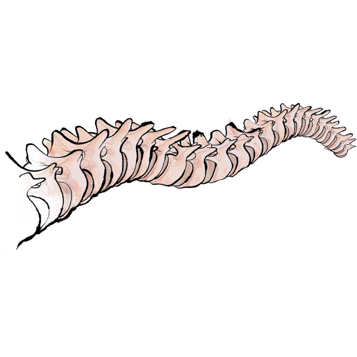 Orthopädie